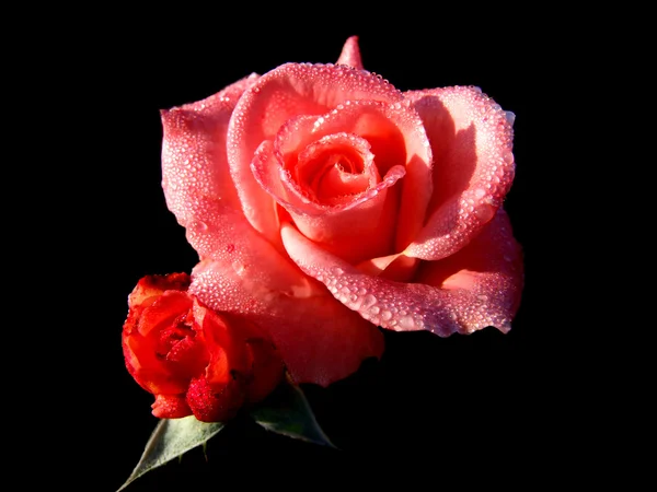 Fiore rosa su sfondo nero Foto Stock Royalty Free