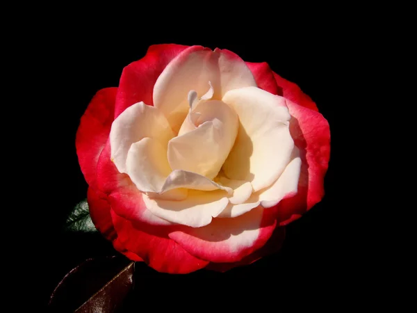Rose Blume auf schwarzem Hintergrund Stockfoto