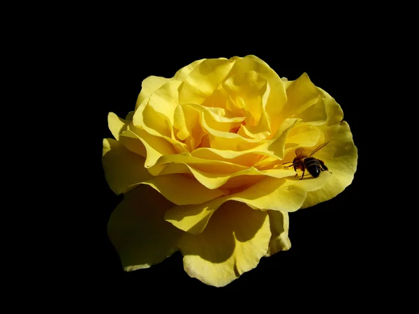 Rose Blume auf schwarzem Hintergrund Stockbild