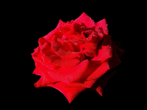 黑色背景上的玫瑰花 图库图片
