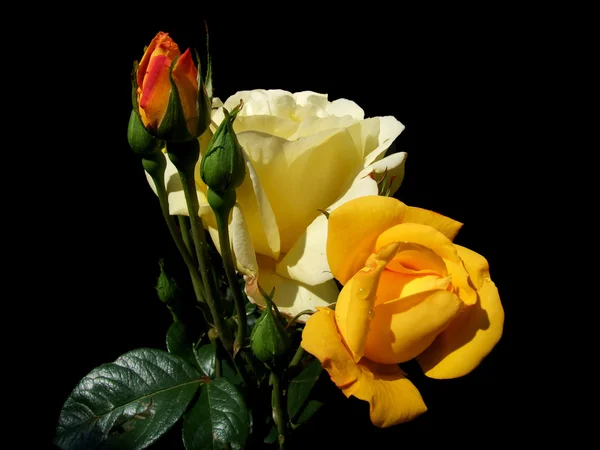 Różany kwiat na czarnym tle Obrazek Stockowy