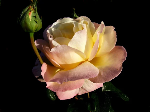 Rosa flor em um fundo preto Imagem De Stock