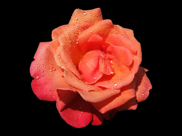 Flor de rosa sobre fondo negro Imagen de archivo
