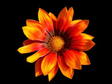 Gazania