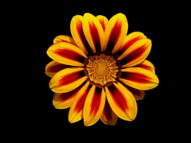 Gazania