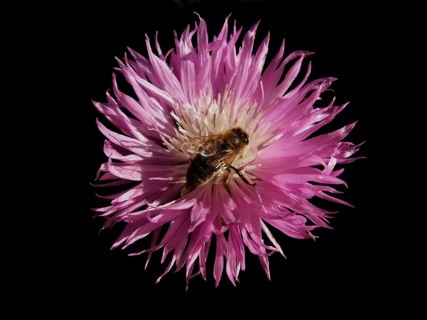 La abeja recoge el néctar en el aciano — Foto de Stock