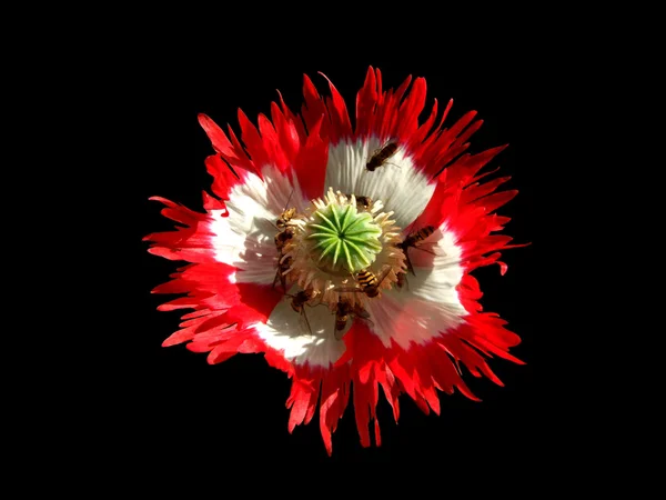 Poppy Decorative — Stock Photo, Image