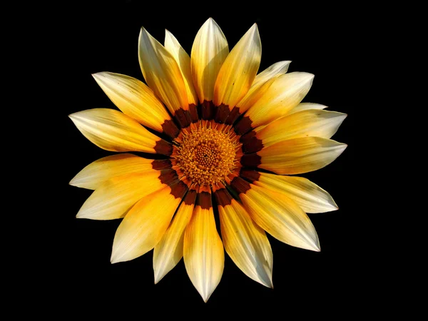 Gazania