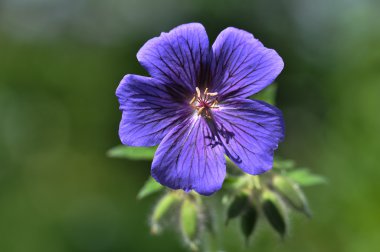 Geranium pratense clipart