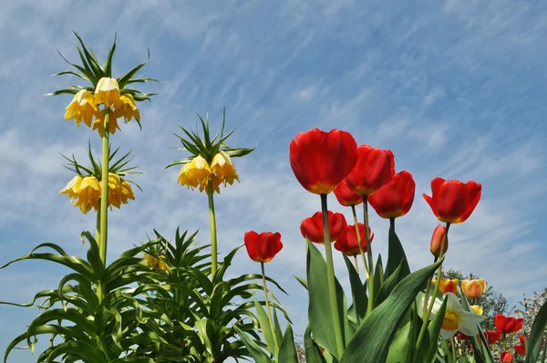 Červené tulipány Stock Snímky