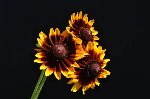 Květiny (izolované na černém pozadí) — Stock fotografie