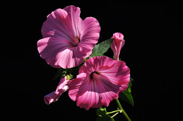 Virágok (elszigetelt fekete háttér) Stock Kép