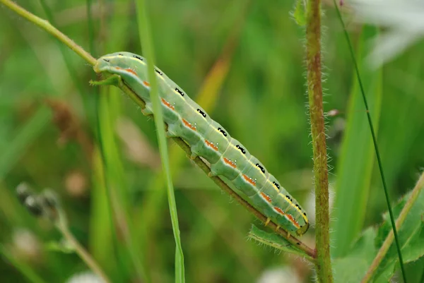 A larva da borboleta — Fotografia de Stock