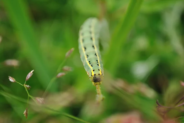 Uma larva é uma borboleta — Fotografia de Stock