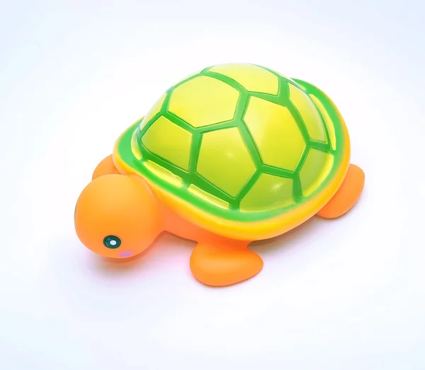 stock image Turtle