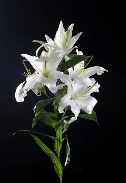 Easter lily — Stock Photo, Image