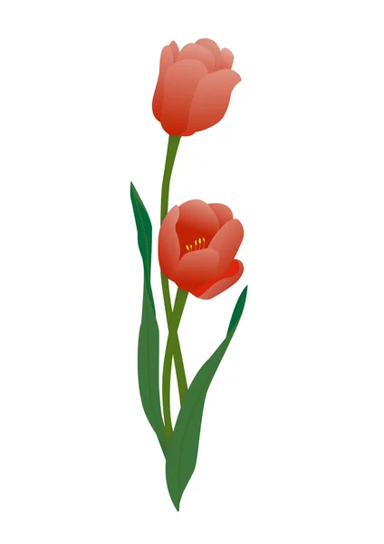 Tulipe sur fond blanc — Image vectorielle