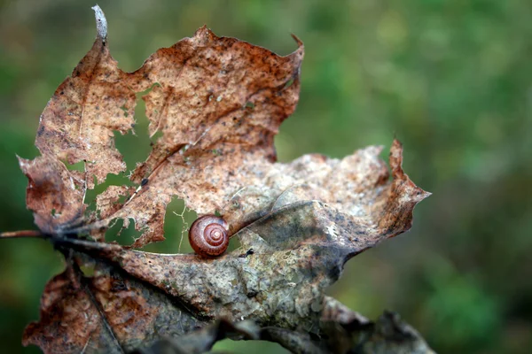 Snail on a maple leaf — Stock Photo, Image