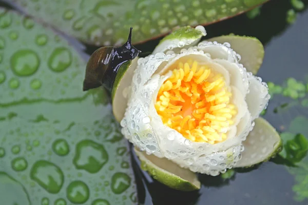 Schnecke auf einer Seerose im Regen — Stockfoto