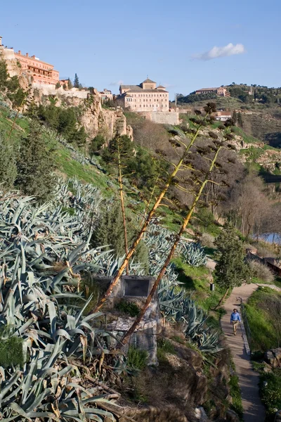 Vegetation von Toledo — Stockfoto