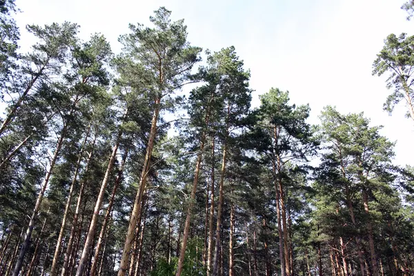 Floresta de pinheiro — Fotografia de Stock
