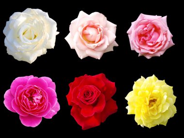 Various roses clipart