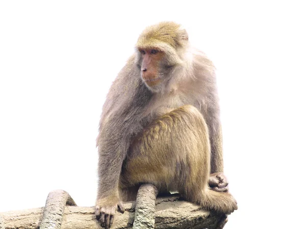 Affe sitzt auf Baum — Stockfoto