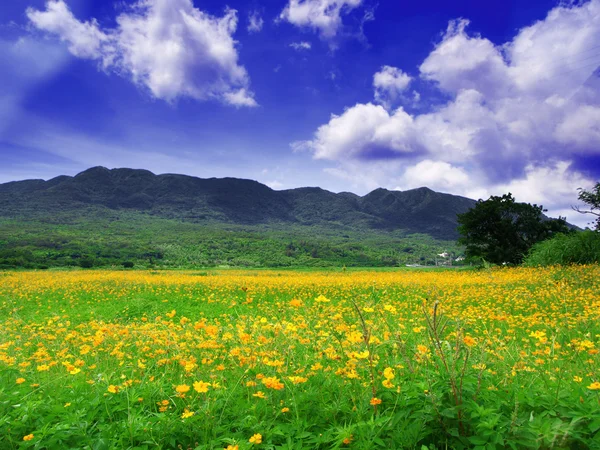 Kwiaty i błękitne niebo — Zdjęcie stockowe