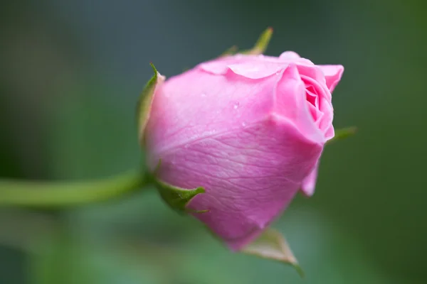 Stock image Closeup of dew drops on a rose