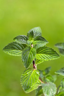 nane, bitki, açık havada, herb, mentol, sağlık, baharat, yaprak, bush, bitkisel, hea