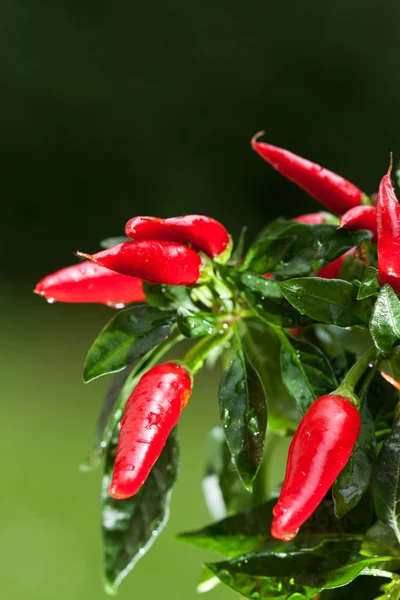 Mogna röda hoade Chilipeppar på ett träd — Stockfoto