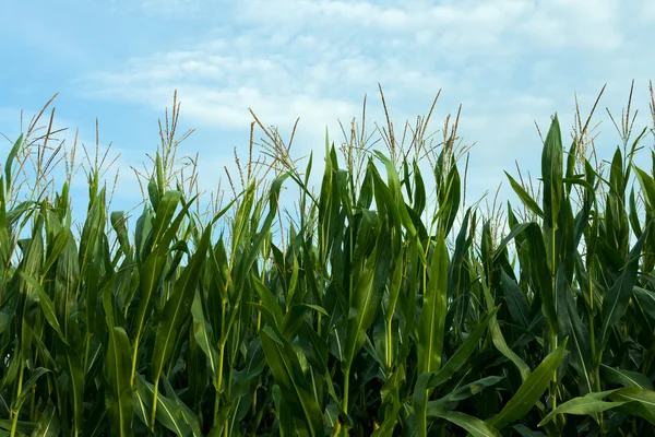 stock image Detail of a corn field in hallertau