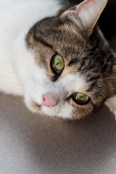 stock image Portrait of cat