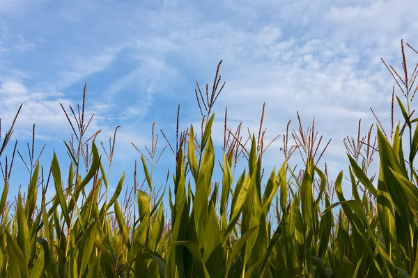 stock image Detail of a corn field in hallertau