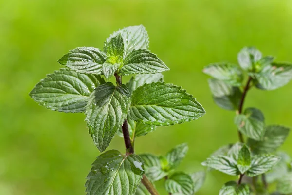 stock image Peppermint, plant, outdoors, herb,menthol,health,spice,leaf,bush,herbal,hea