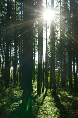 Güneş ışınları içinde bir orman içinde yaz