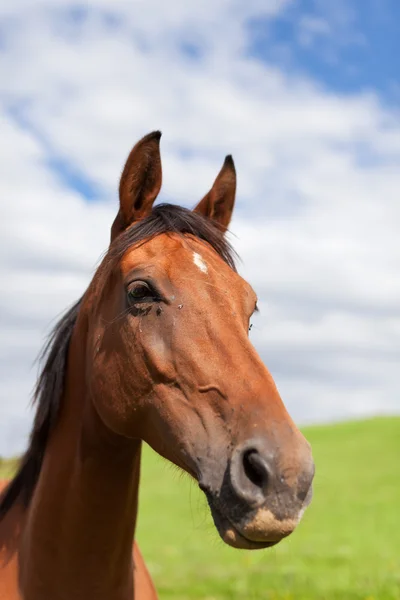 Stock image Closeup of a horse head