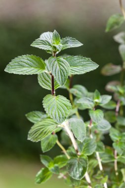 nane, bitki, açık havada, herb, mentol, sağlık, baharat, yaprak, bush, bitkisel, hea