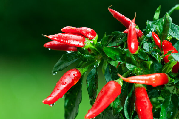Ripe red hot chili peppers on a tree