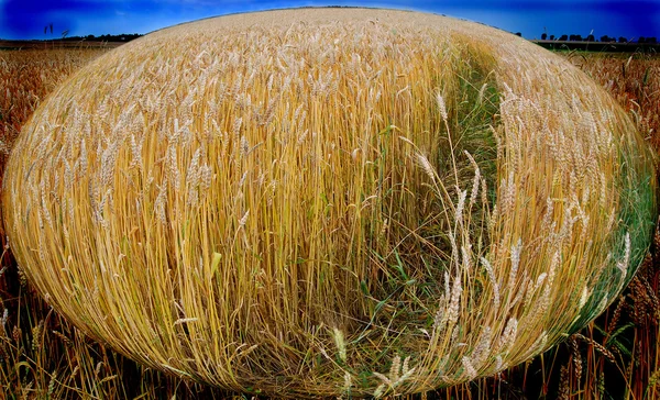 Chleb pole — Zdjęcie stockowe