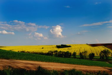 Crops under the blue sky clipart