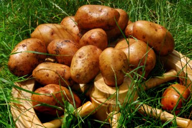 Natürmort patates