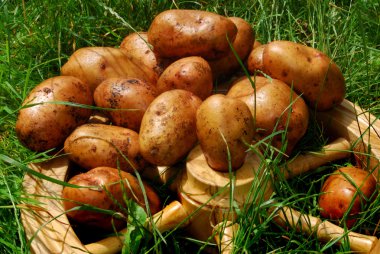 Still life of potatoes clipart