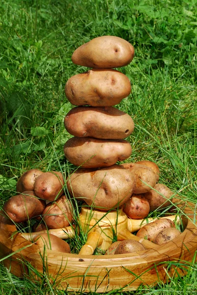 Still life of potatoes — Stock Photo, Image