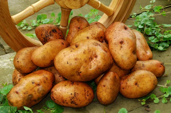Potatoes with wooden wheels — Stock Photo, Image