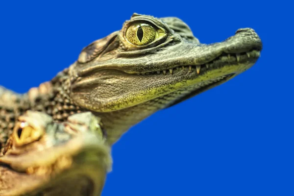 Ögat av en ung krokodil Stockbild