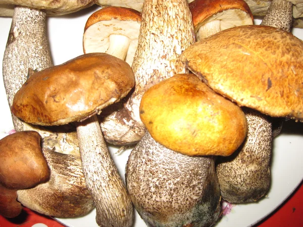 stock image Mushrooms