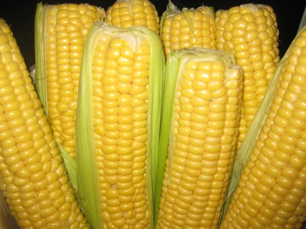 玉米粒在玉米芯上 免版税图库照片