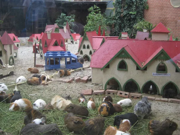 설치류 동물을 위한 장난감 도시 로열티 프리 스톡 사진