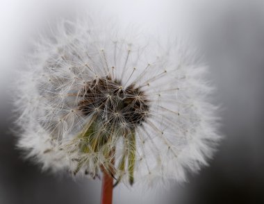 Dandelion clipart